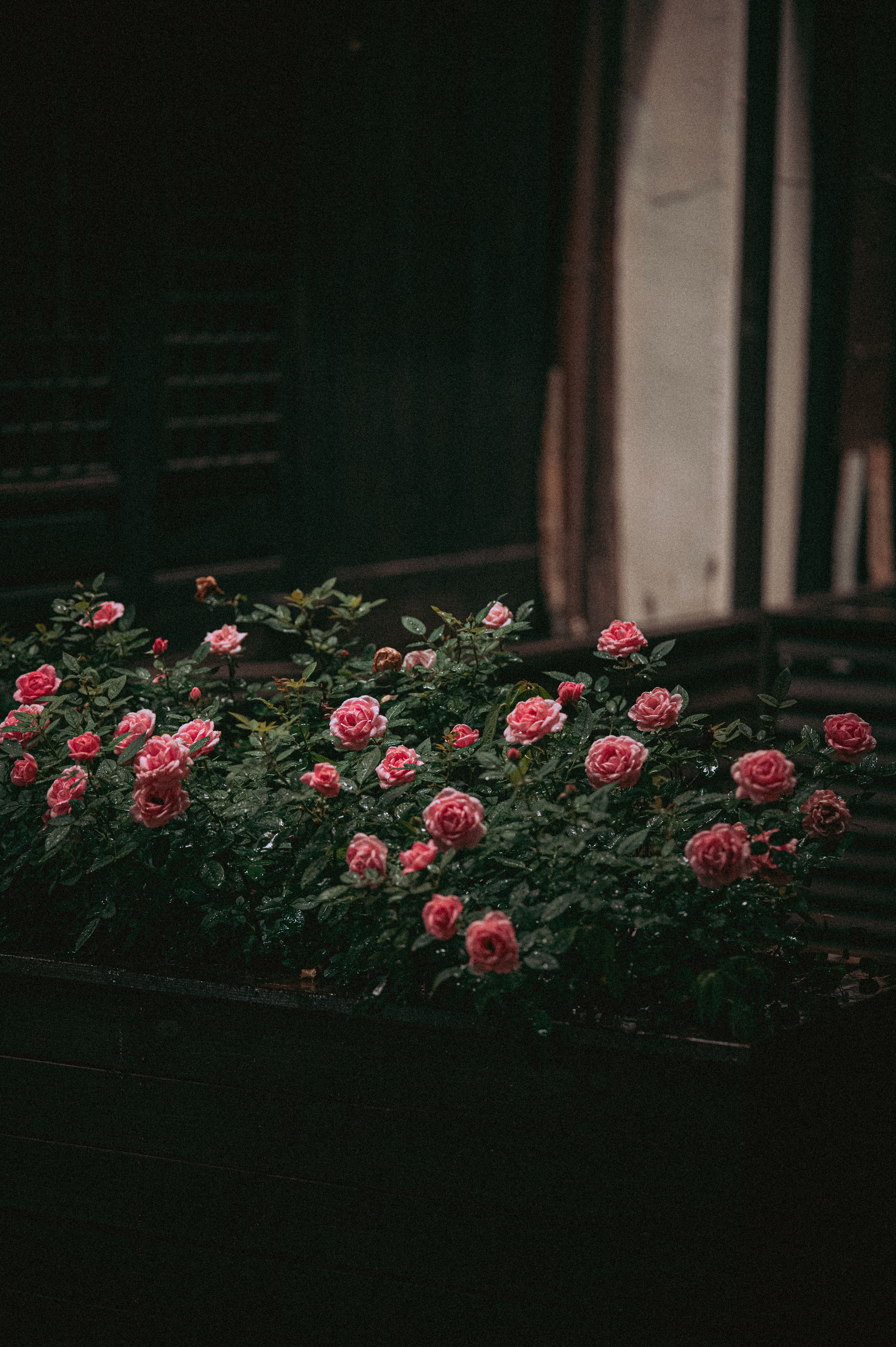 [ColoSach]-a-cluster-of-vibrant-pink-roses-blooms-against-a-moody,-dark-backdrop,-conveying-elegance-and-serenity.