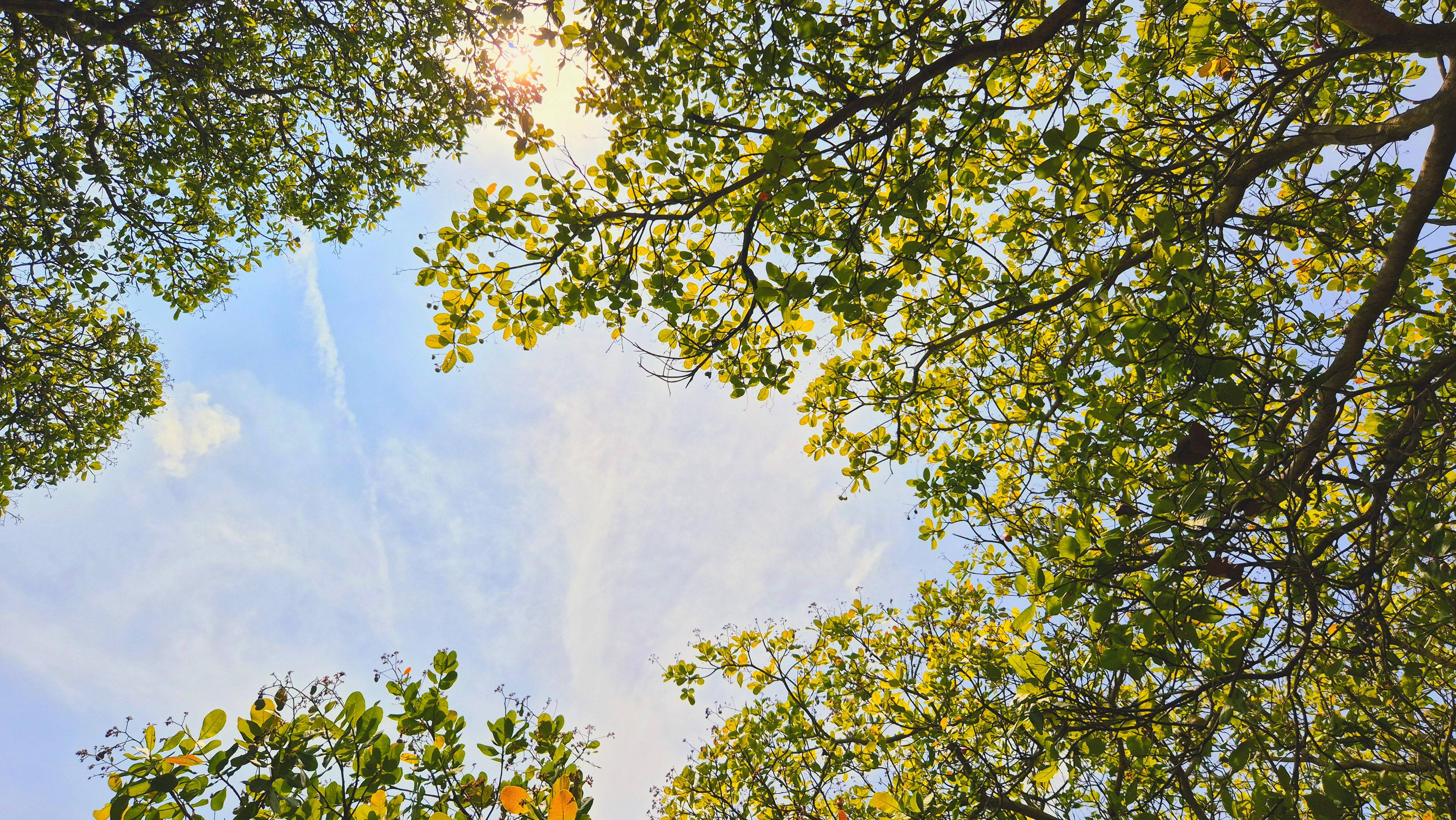 Sunlight filtering through the lush canopy of trees in Gia Lai, Vietnam.