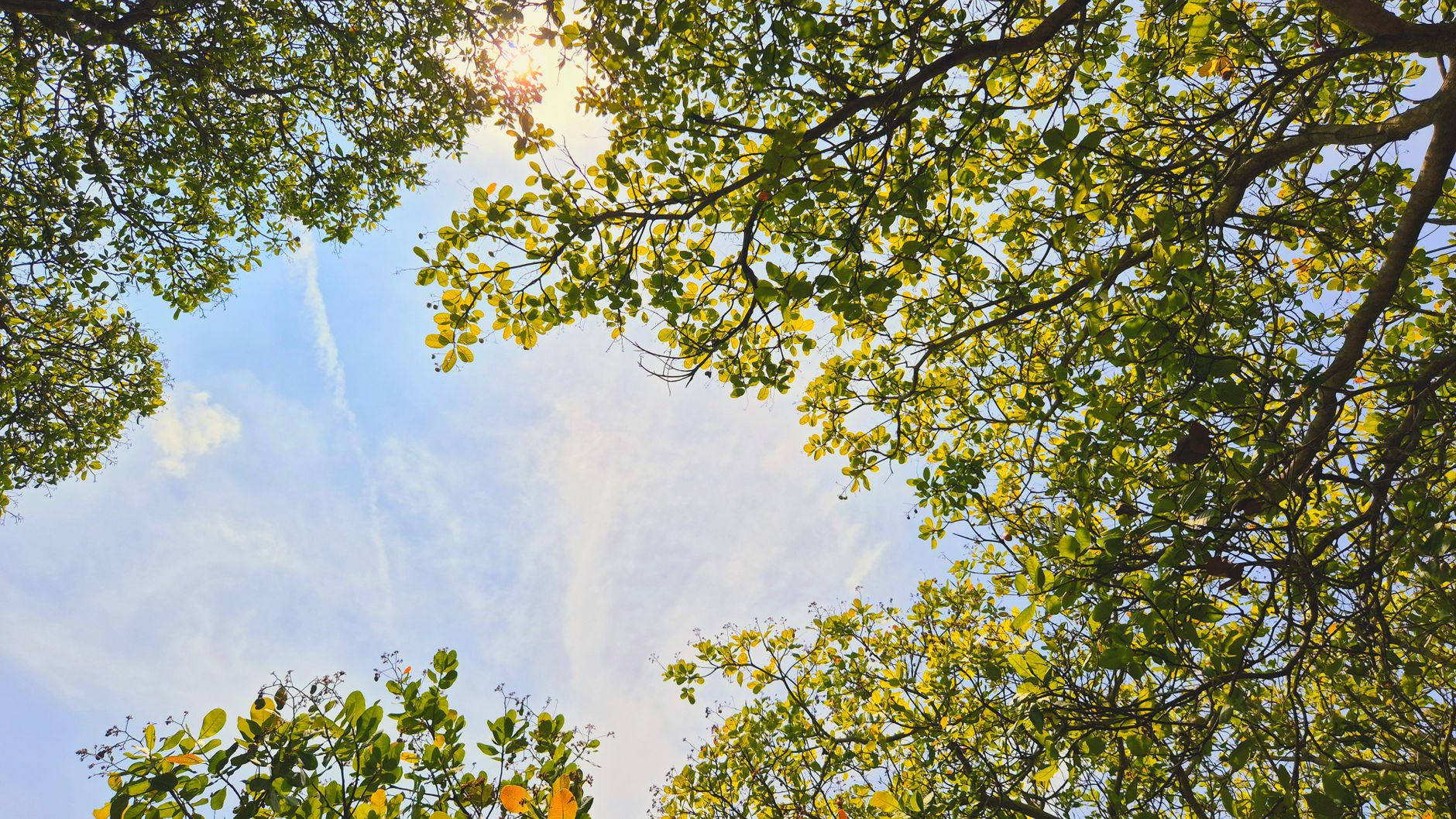 Sunlight filtering through the lush canopy of trees in Gia Lai, Vietnam.