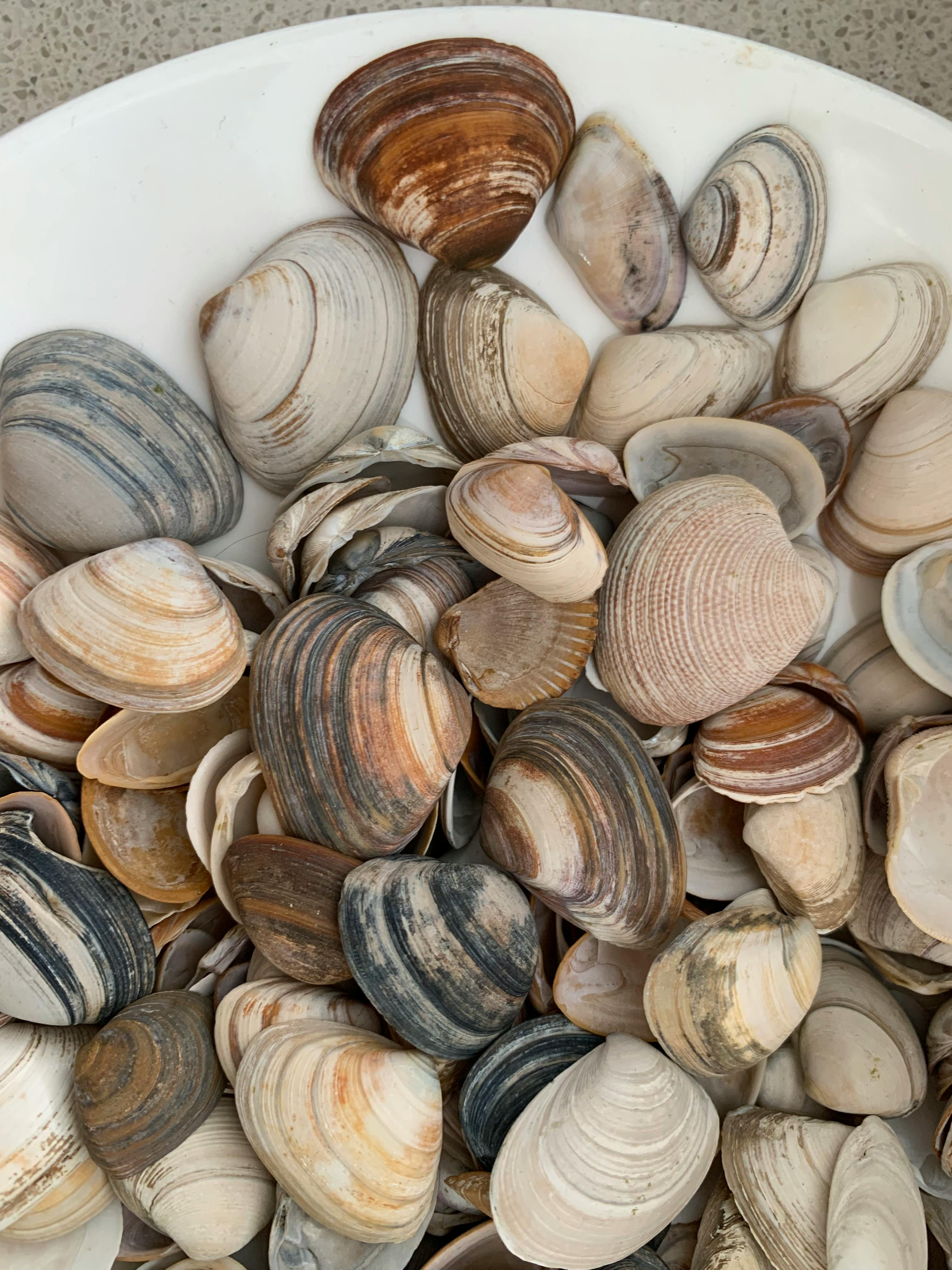 Close-up view of diverse seashells in a white ceramic bowl, showcasing natural textures.