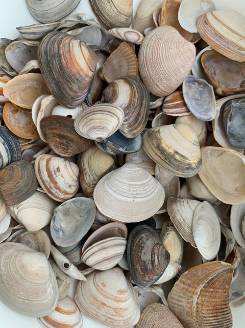 Free Vibrant collection of various seashells showcasing natural beauty and textures in earthy tones. Stock Photo