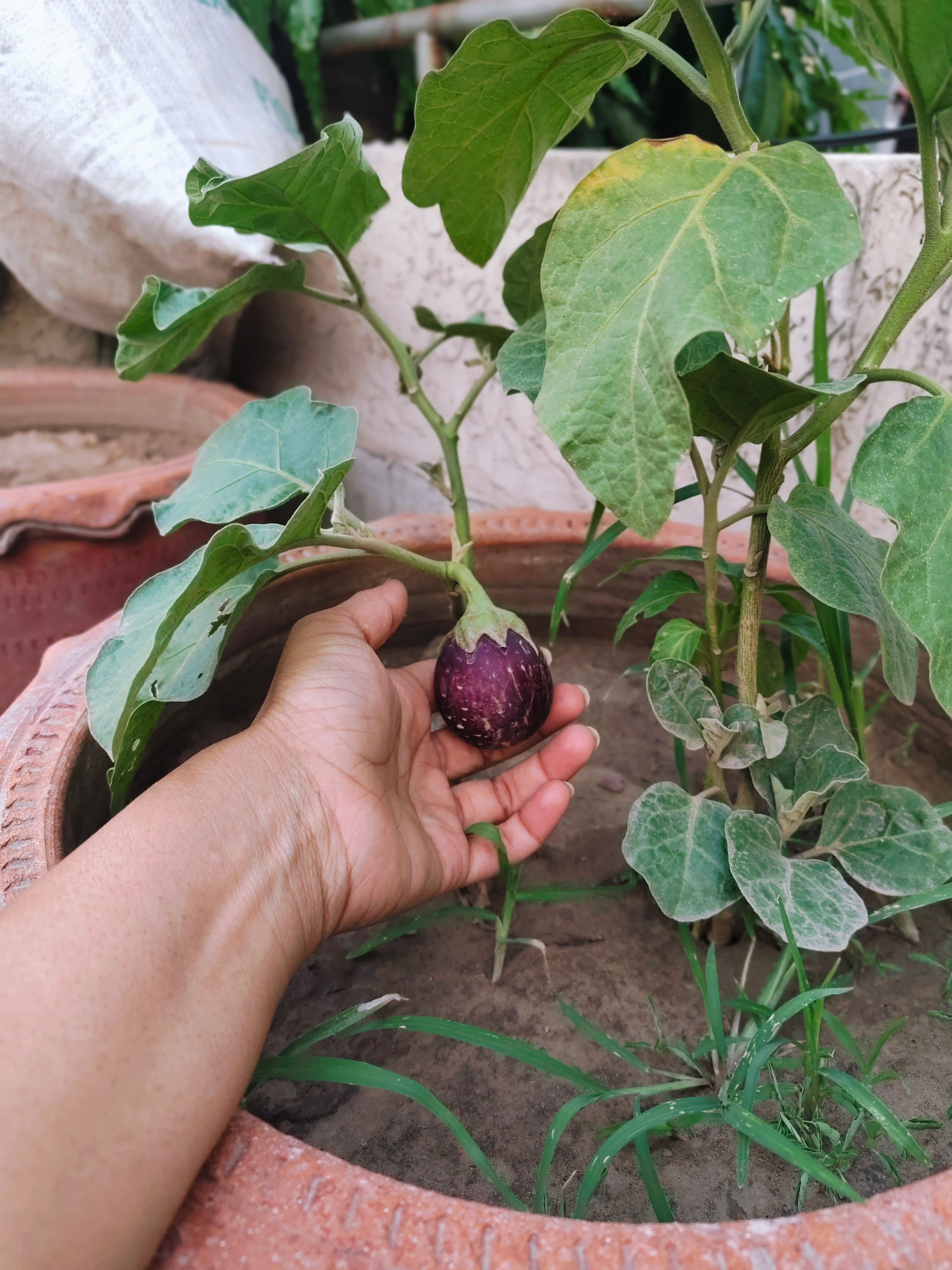 A person harvesting a brinjal from a potted plant in an urban garden. Close-up view.