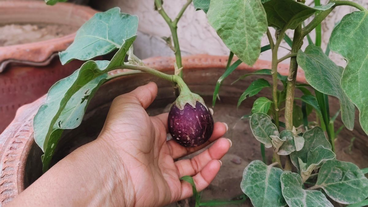 Comment réussir son balcon potager en automne à Angers - illustration