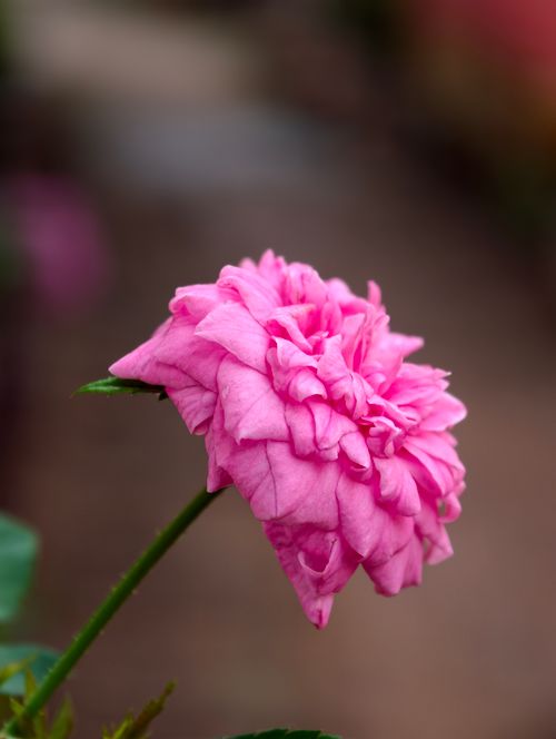 Free Beautiful close-up of a vibrant pink rose on a blurred background, showcasing natural elegance. Stock Photo