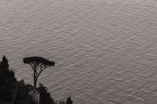 Serene black and white view of a lone tree against the calm waters of the Amalfi Coast in Praiano, Italy.
