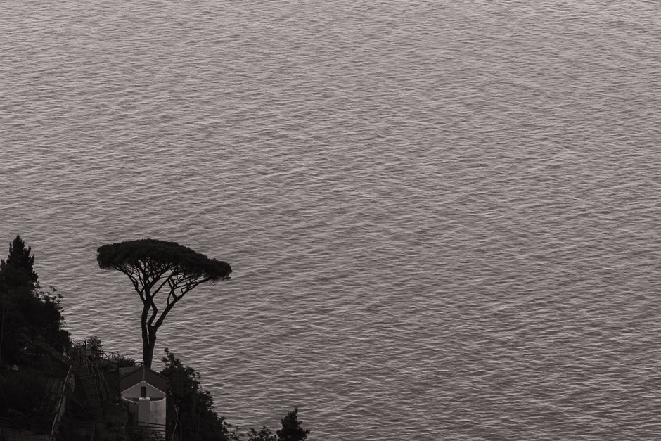 Serene black and white view of a lone tree against the calm waters of the Amalfi Coast in Praiano, Italy.