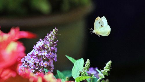 Free A stunning butterfly in flight captured near colorful flowers in a garden setting. Stock Photo