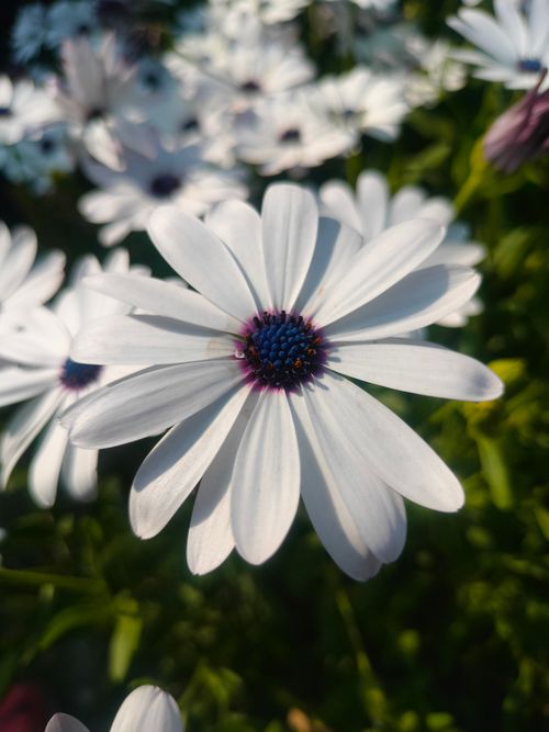 Free Vibrant white daisies with purple centers in full bloom, capturing the essence of nature's beauty. Stock Photo