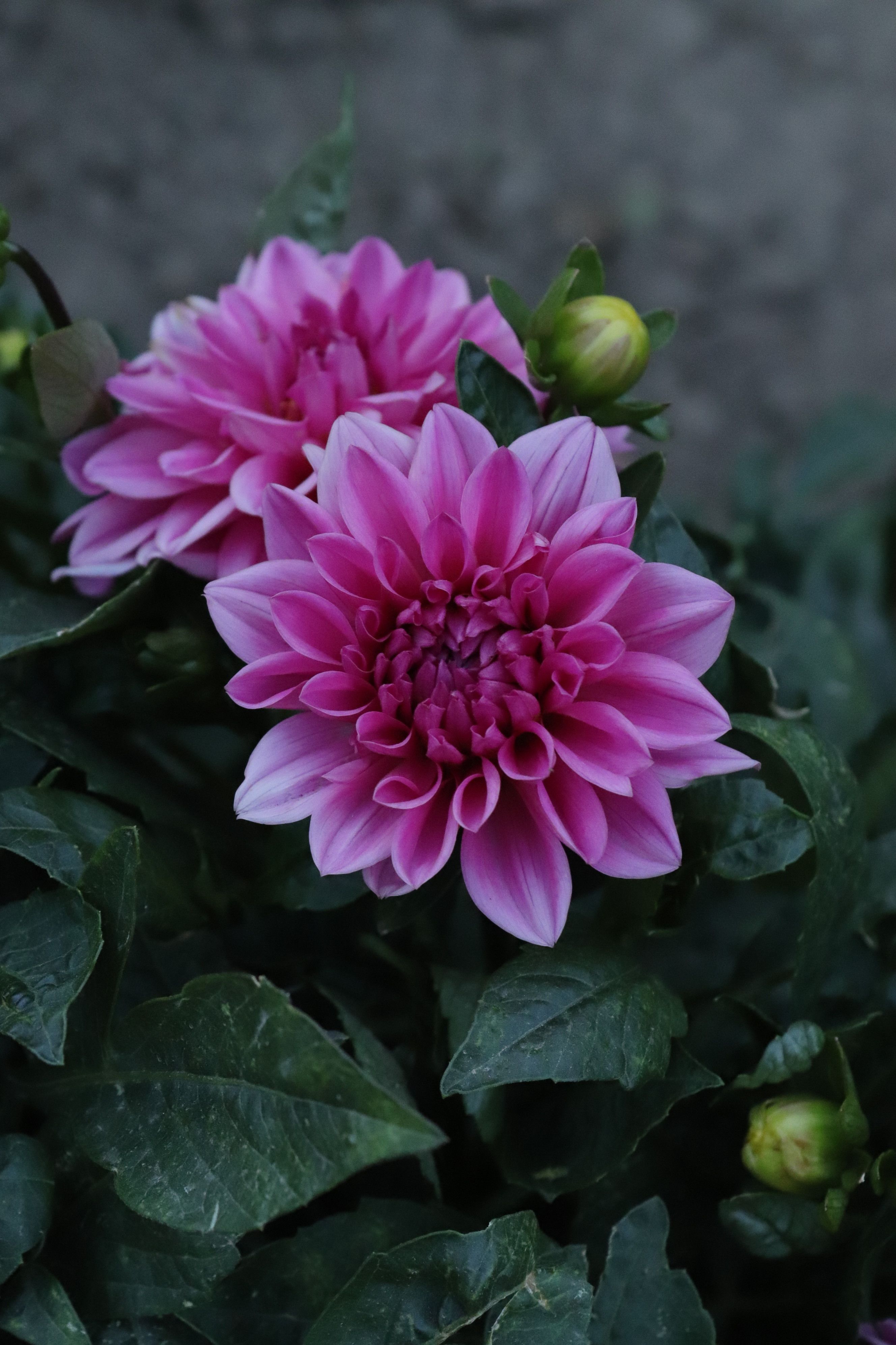 [ColoSach]-close-up-of-vibrant-pink-dahlia-flowers-in-lush-green-foliage,-captured-in-springtime.