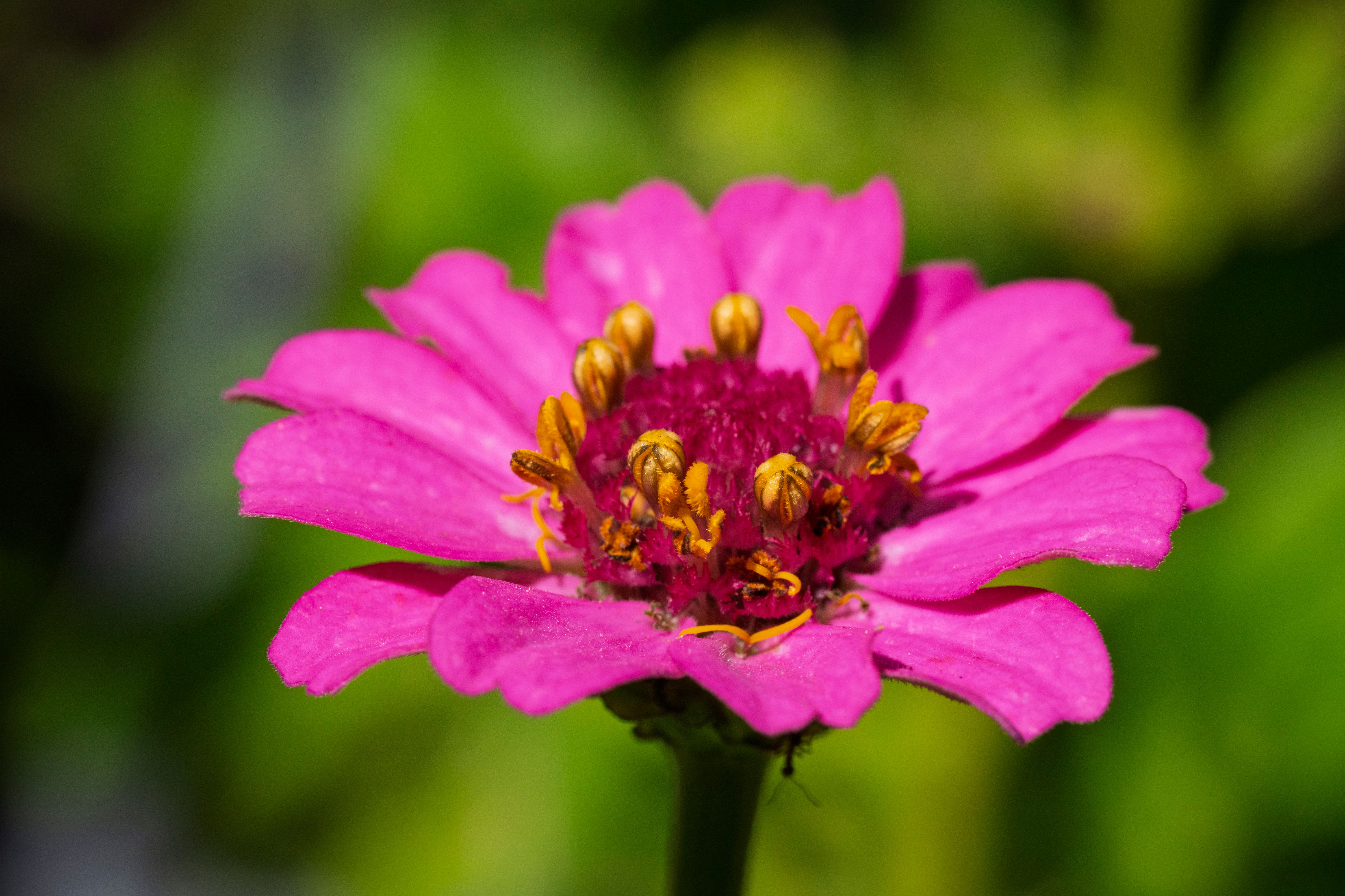 Pink Zinnia flower