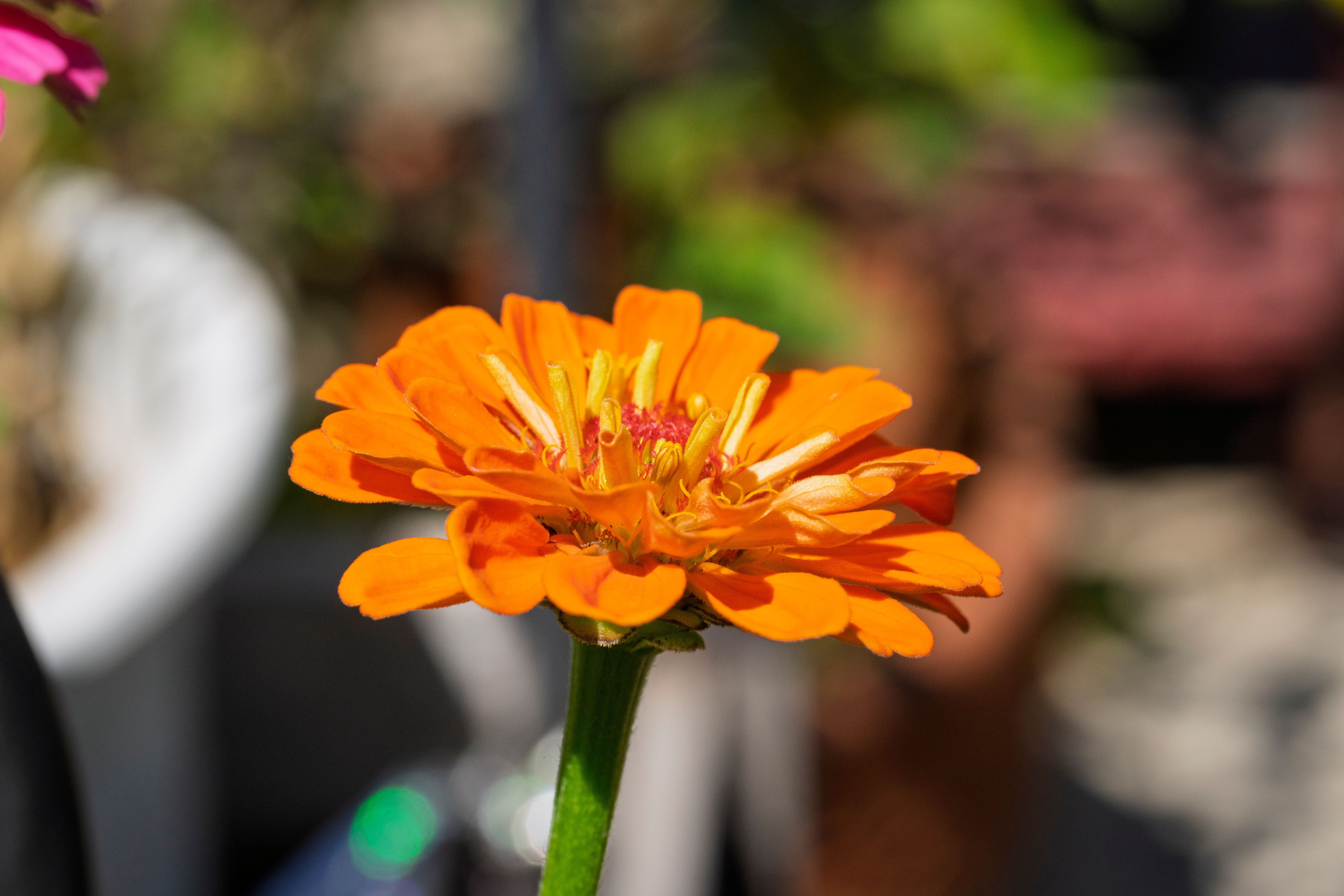 Starting a Raised-Bed Garden: An Honest First-Season Guide
