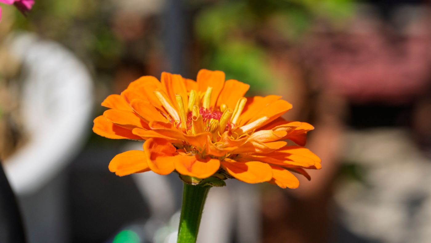 Starting a Raised-Bed Garden: An Honest First-Season Guide