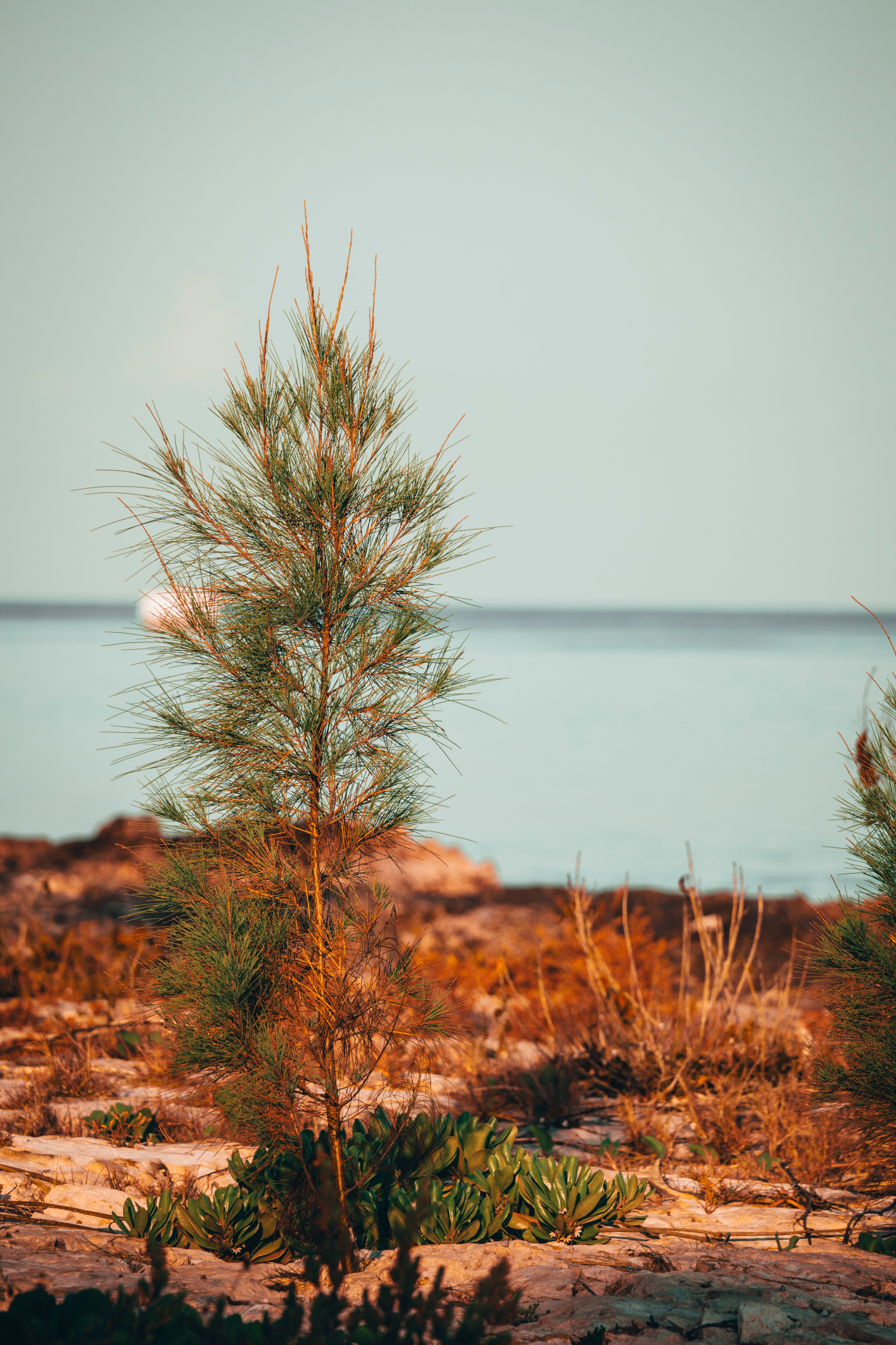 A lone pine tree on a rocky coastline with a serene ocean backdrop at sunrise.