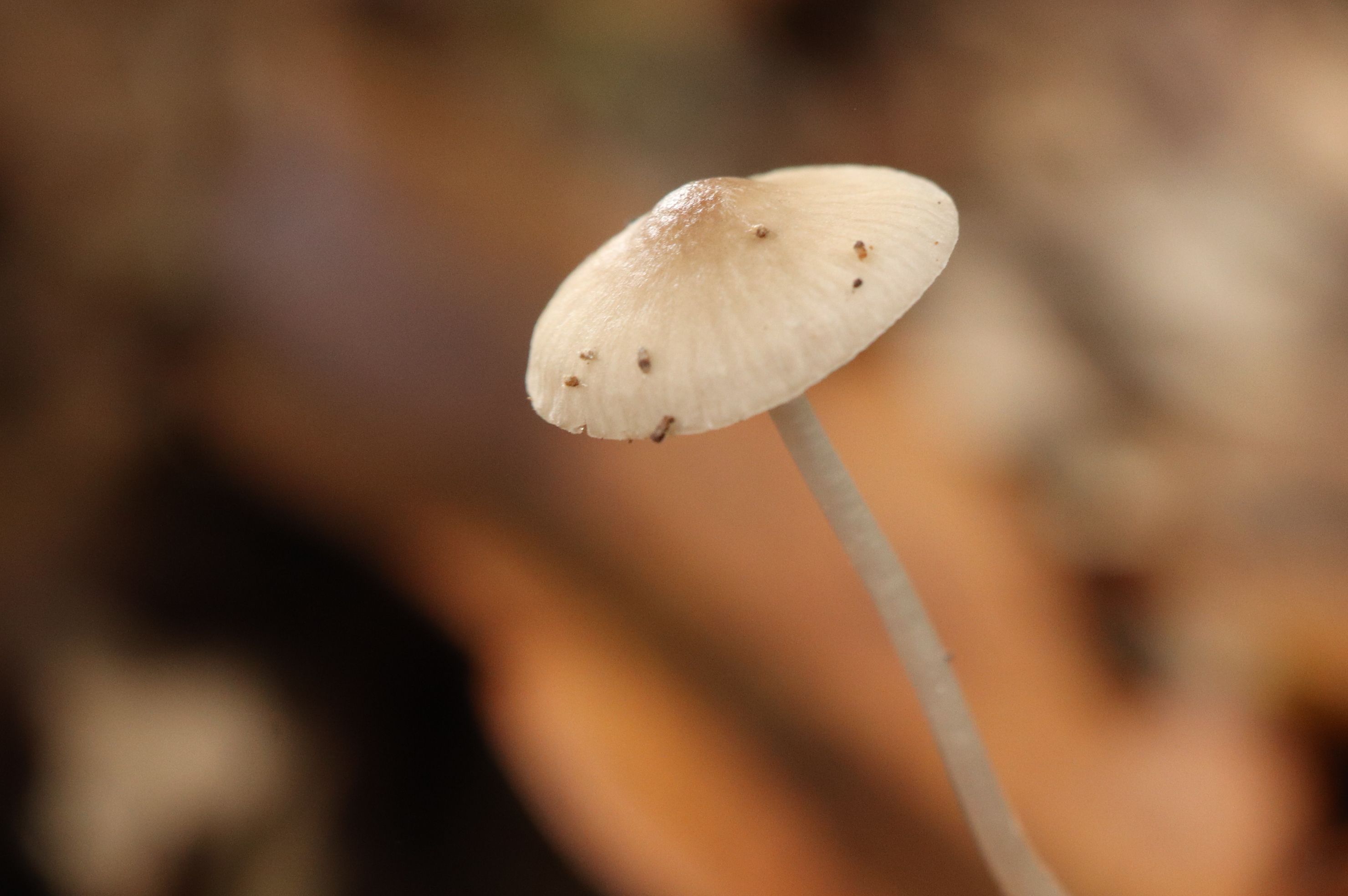 A detailed macro shot of a mushroom with insects on its cap, taken in a forest setting.