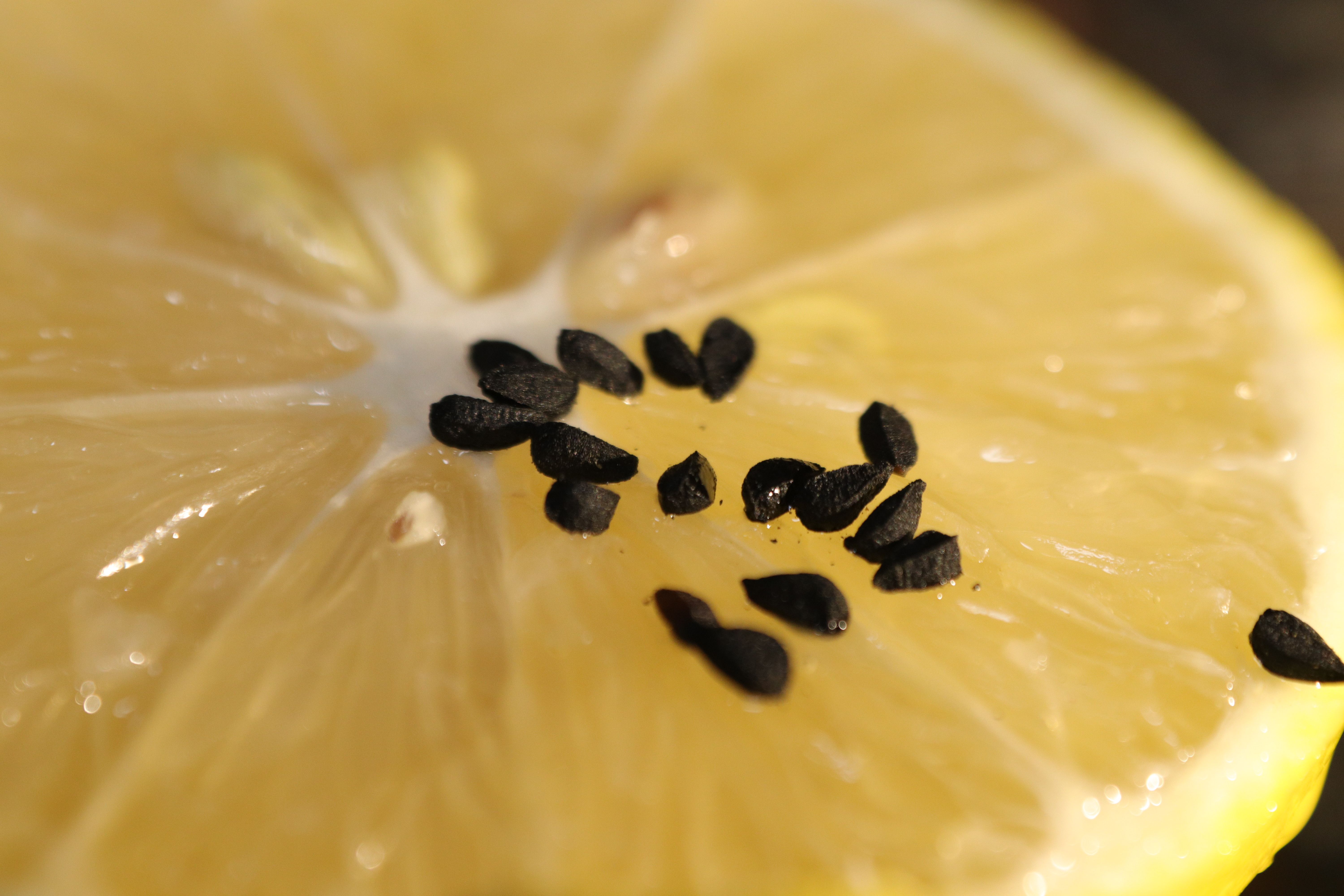 Detailed macro shot of a lemon slice topped with black nigella seeds, highlighting texture. - Evidence evidence guide for nigella sativa blood glucose randomized trial