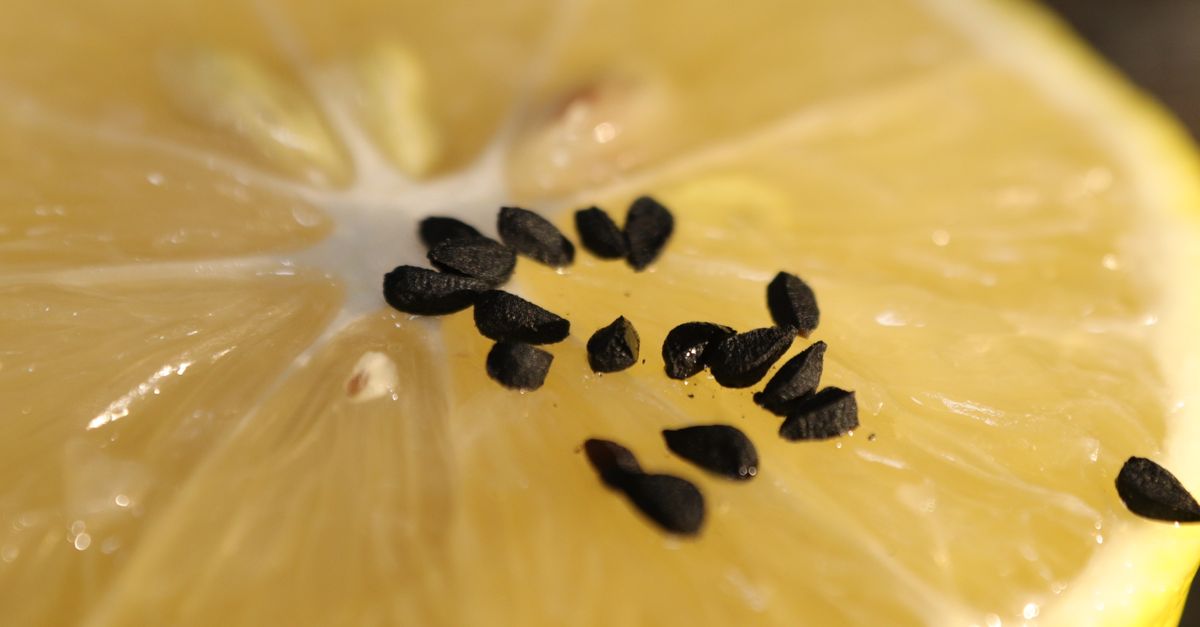 Detailed macro shot of a lemon slice topped with black nigella seeds, highlighting texture. - Evidence evidence guide for nigella sativa blood glucose randomized trial