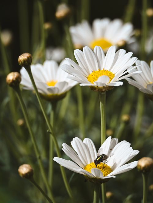 Free Detailed image of daisies with a bee collecting pollen, showcasing nature's beauty with vibrant colors. Stock Photo