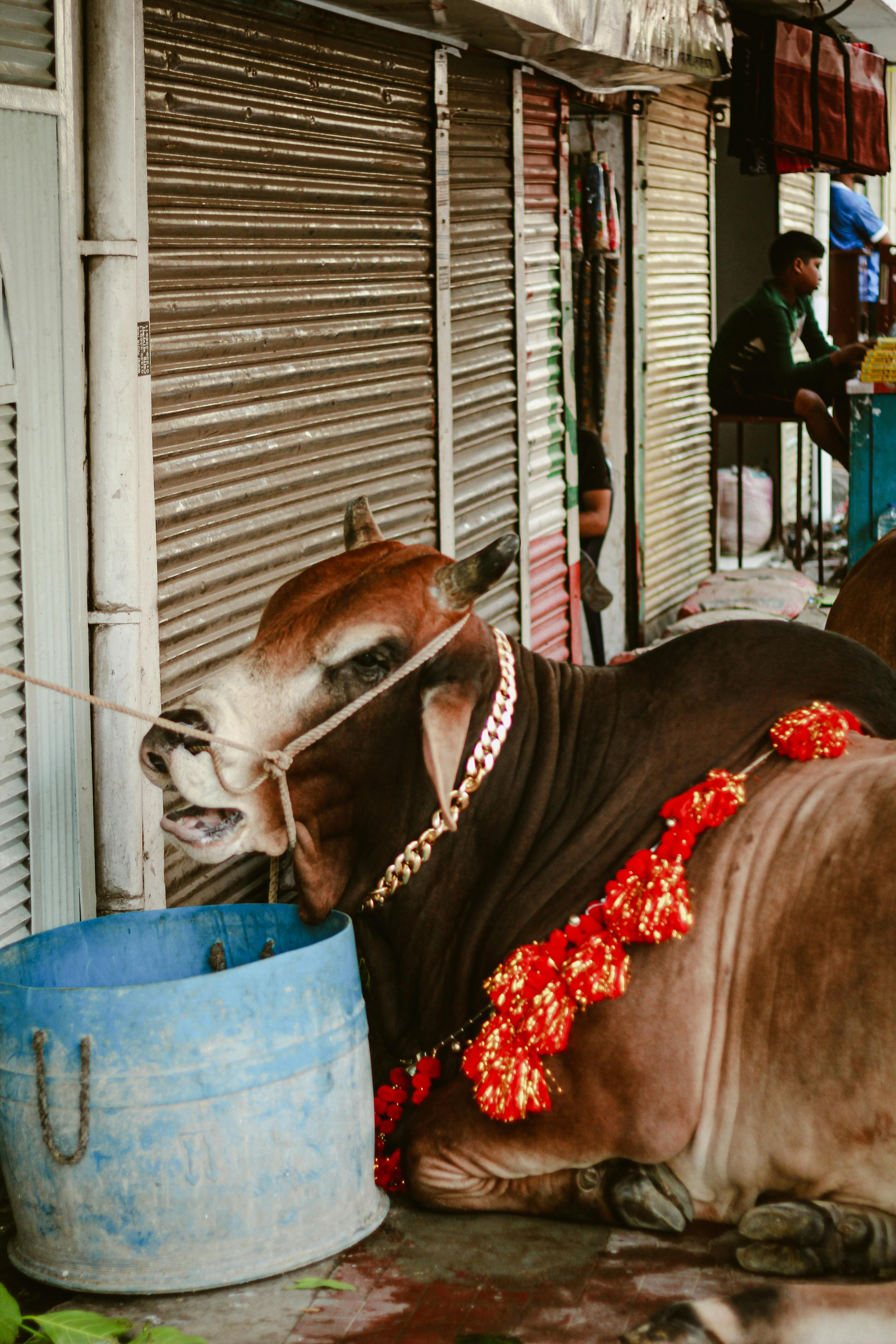 Beautifully adorned ox resting in Dhaka market, showcasing vibrant festival preparations.