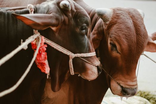 Two cattle tied together at a market in Dhaka for Eid celebrations.