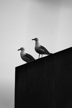 Two seagulls perched on a ledge in black and white, creating a minimalist silhouette.