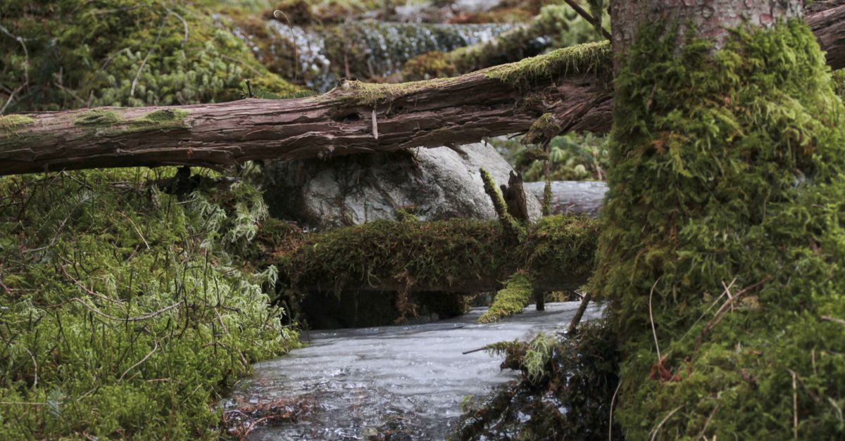Tranquil forest stream surrounded by lush green moss and ice-covered rocks.