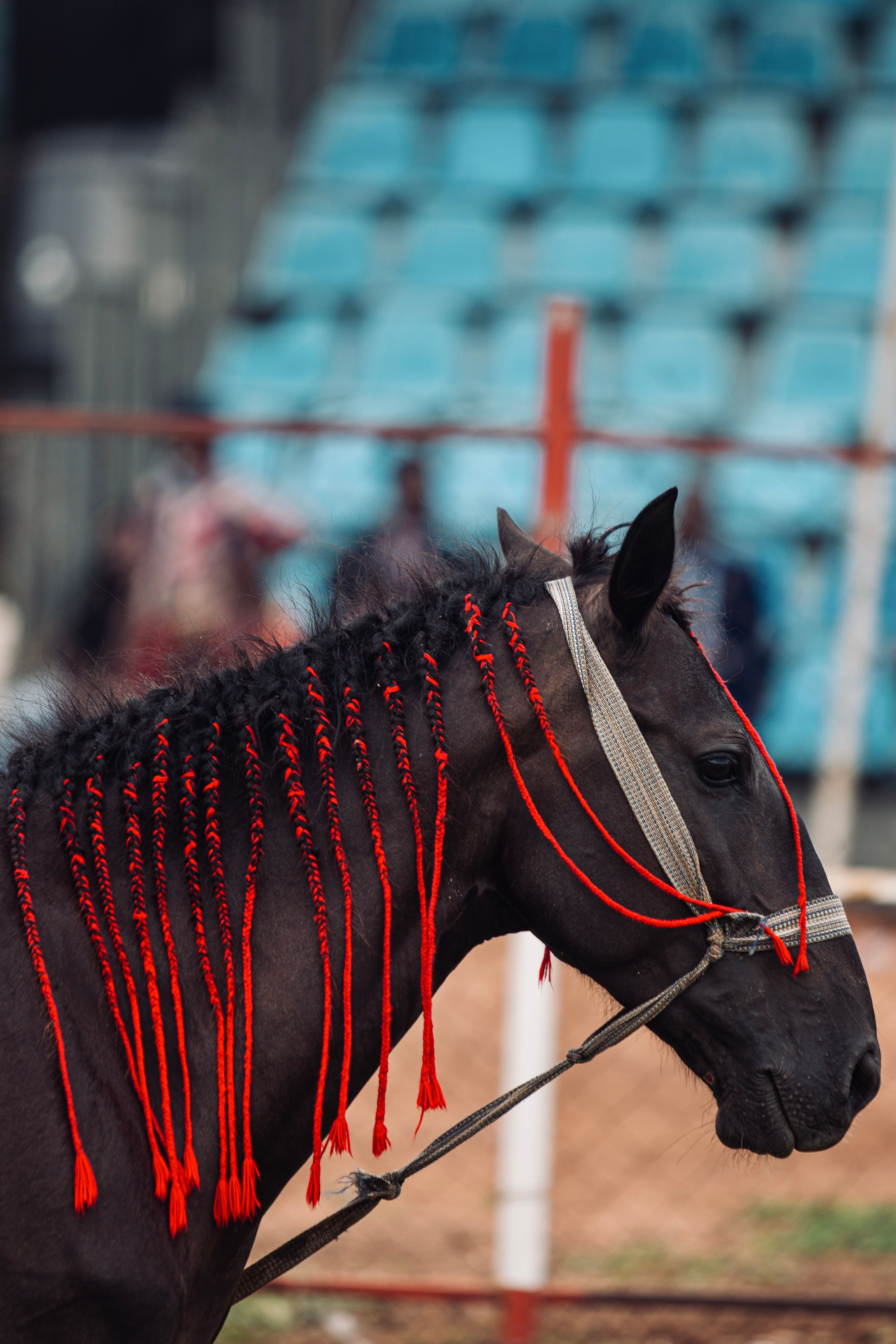 Stylish horse with braided mane in vibrant red tassels at a Nigerian event.
