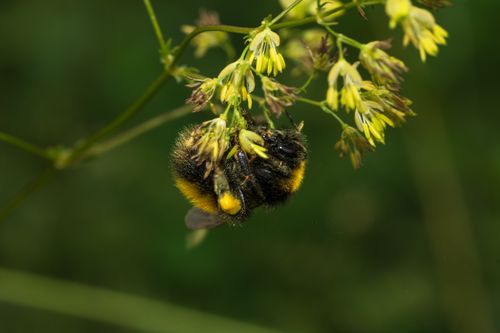 Free Detailed macro shot of a bumblebee pollinating yellow flowers in a natural setting. Stock Photo