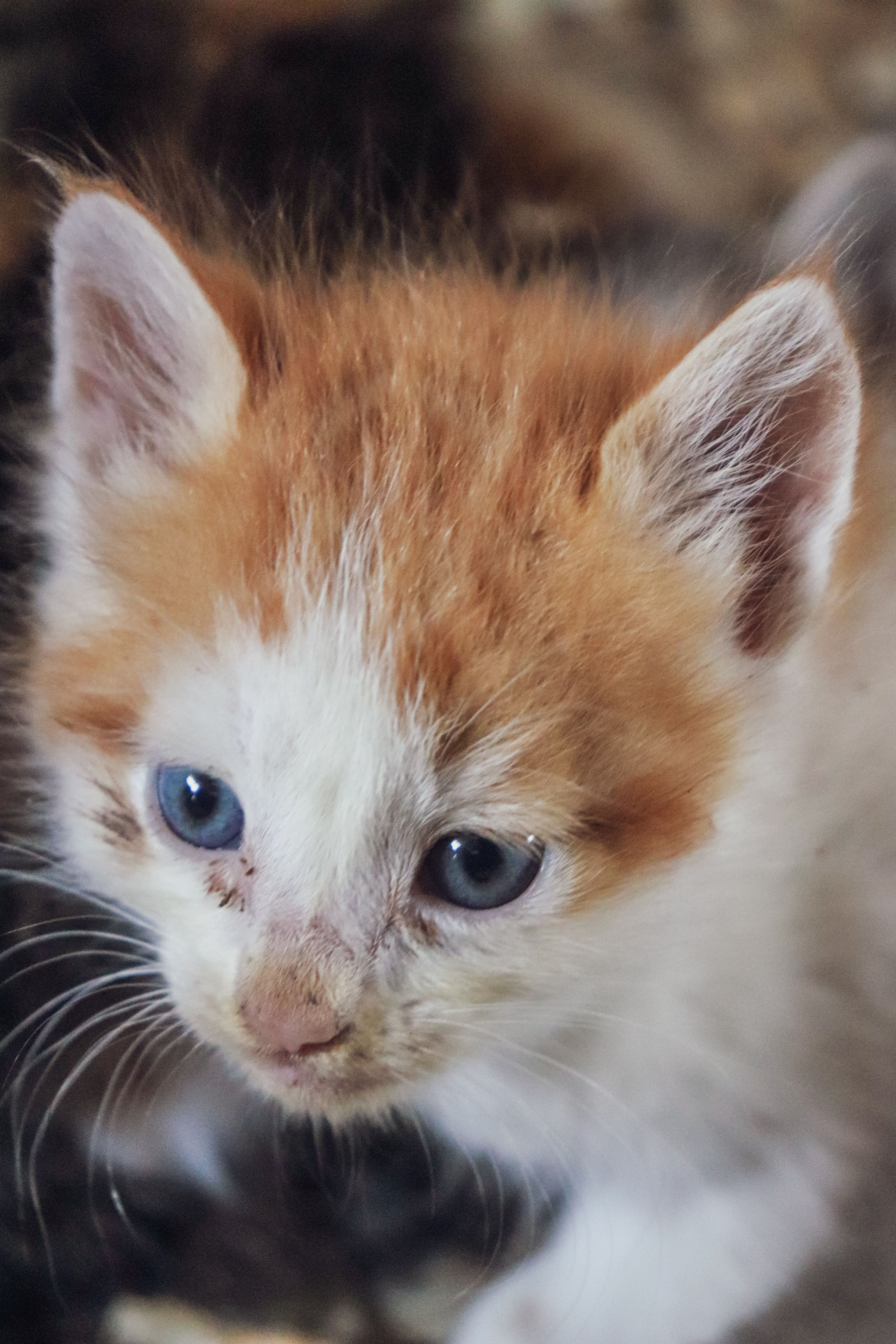Close-up portrait of a cute orange and white kitten with blue eyes.