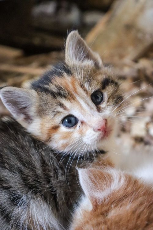 Free Close-up of a cute calico kitten in a warm, rustic environment. Stock Photo