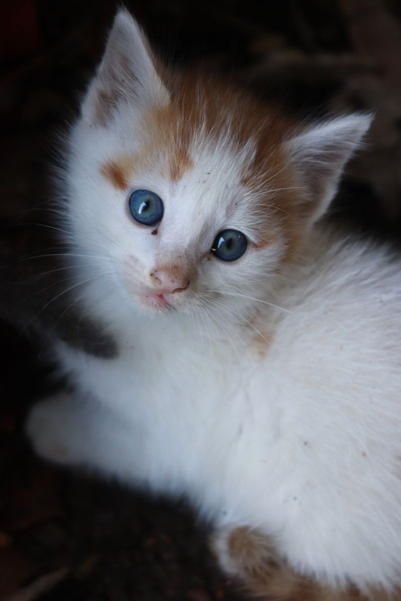 White and orange kitten with blue eyes