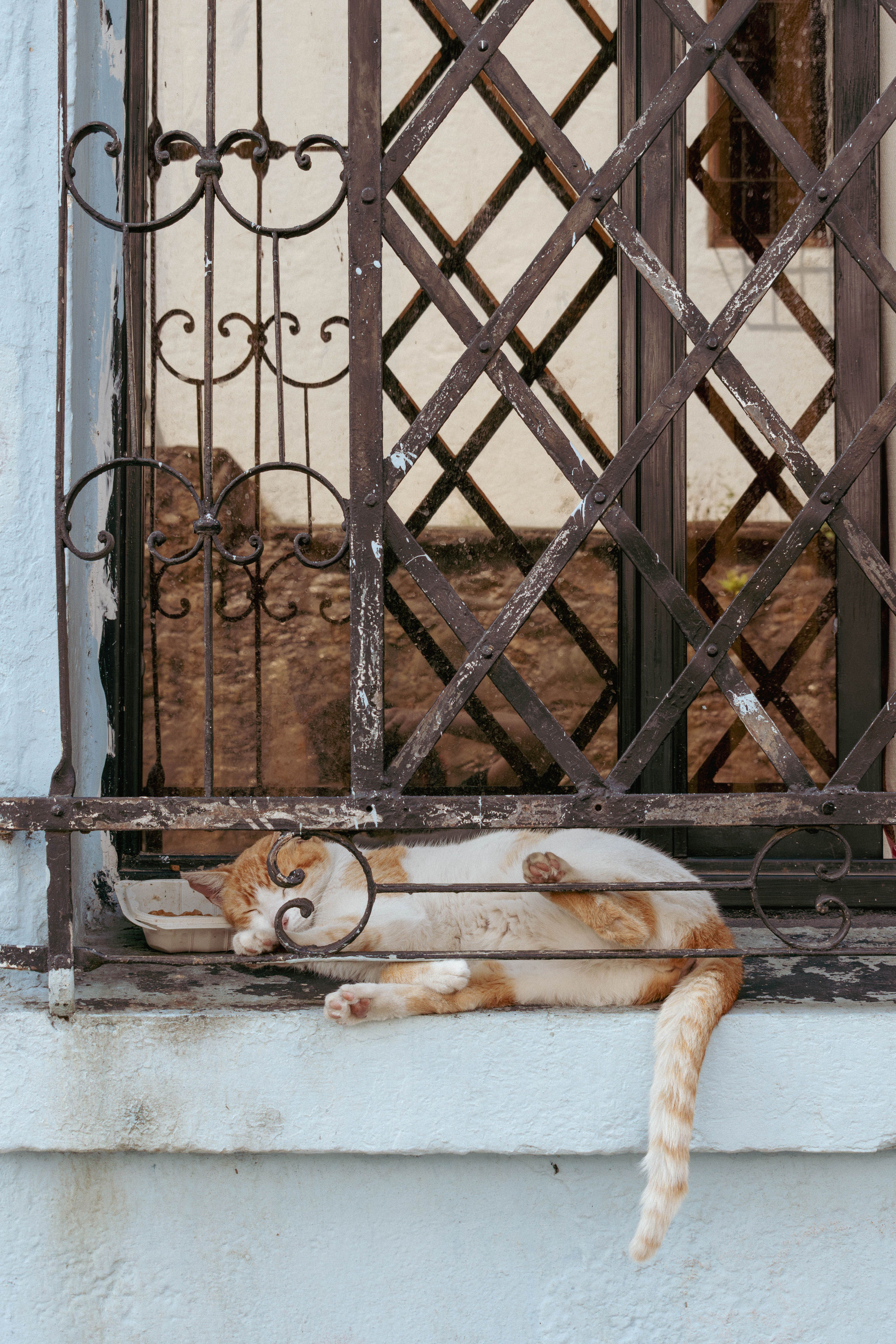 Cat resting by a decorative window in San Antonio, Cali