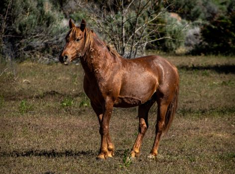 A wild horse stands gracefully in New Washoe City, Nevada, showcasing natural beauty and freedom.
