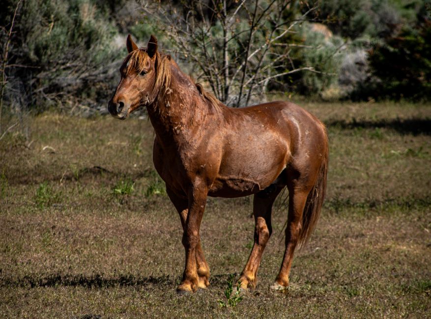 A wild horse stands gracefully in New Washoe City, Nevada, showcasing natural beauty and freedom.