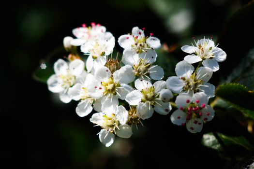 A close-up shot of beautiful white flowers with a dark background, highlighting their delicate petals.