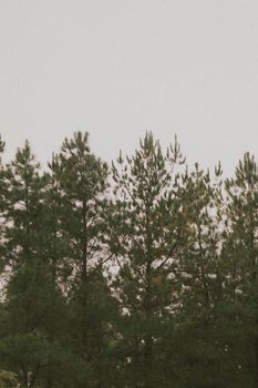 Tranquil view of a lush pine forest reaching towards an overcast sky, perfect for nature enthusiasts.