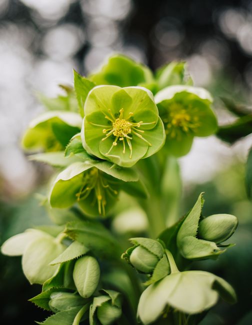 Close-up of a lush green hellebore flower showcasing its intricate petals and vibrant bloom.