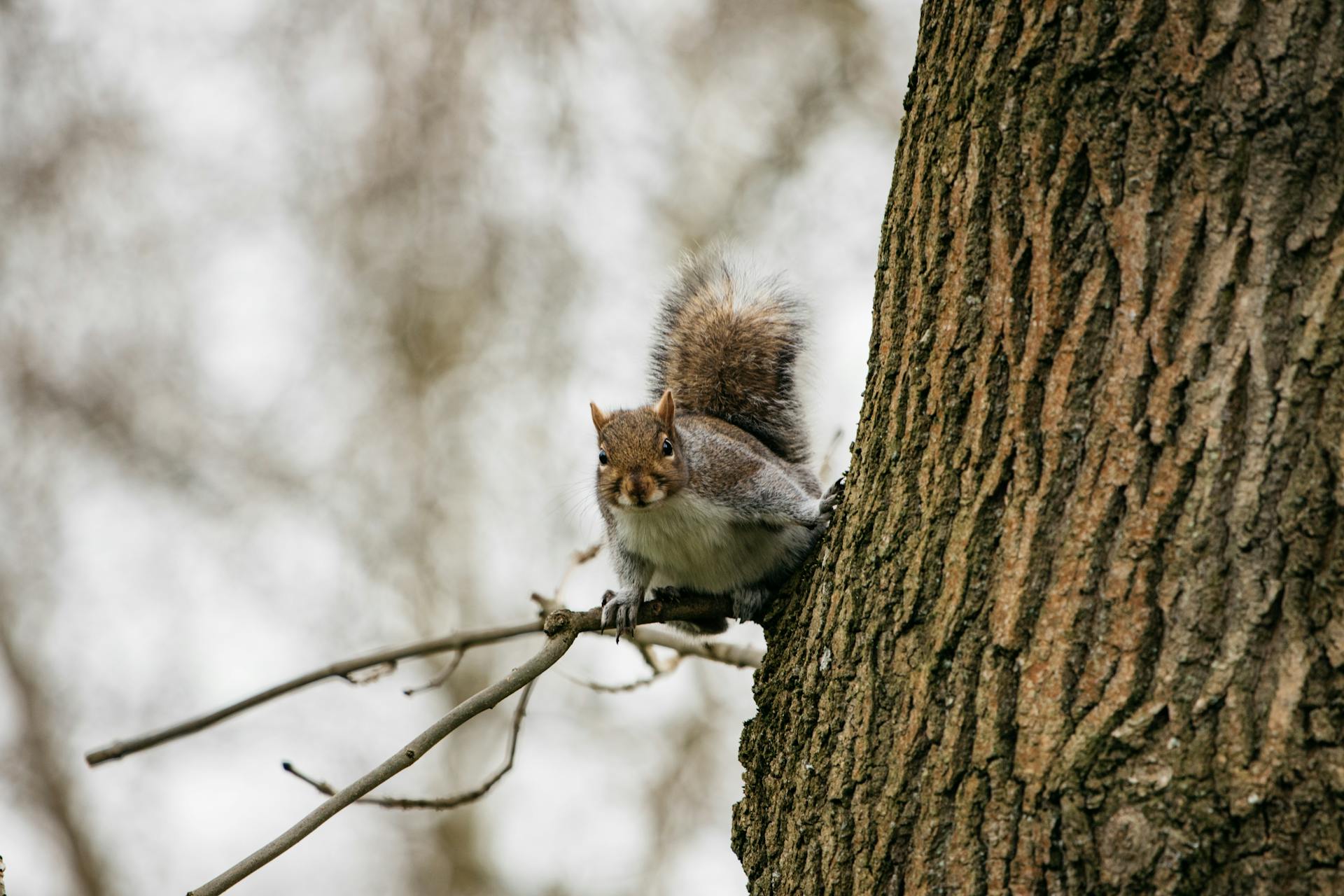 White and Brown Squirrel on Brown Tree Branch