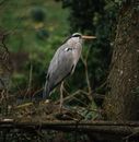Grey Heron Perched on Brown Tree Branch