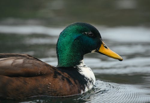 Charmanter Mehrfarbiger Drake, Der Im See Schwimmt