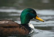 Charming multicolored drake swimming in lake