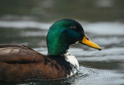 Charming multicolored drake swimming in lake