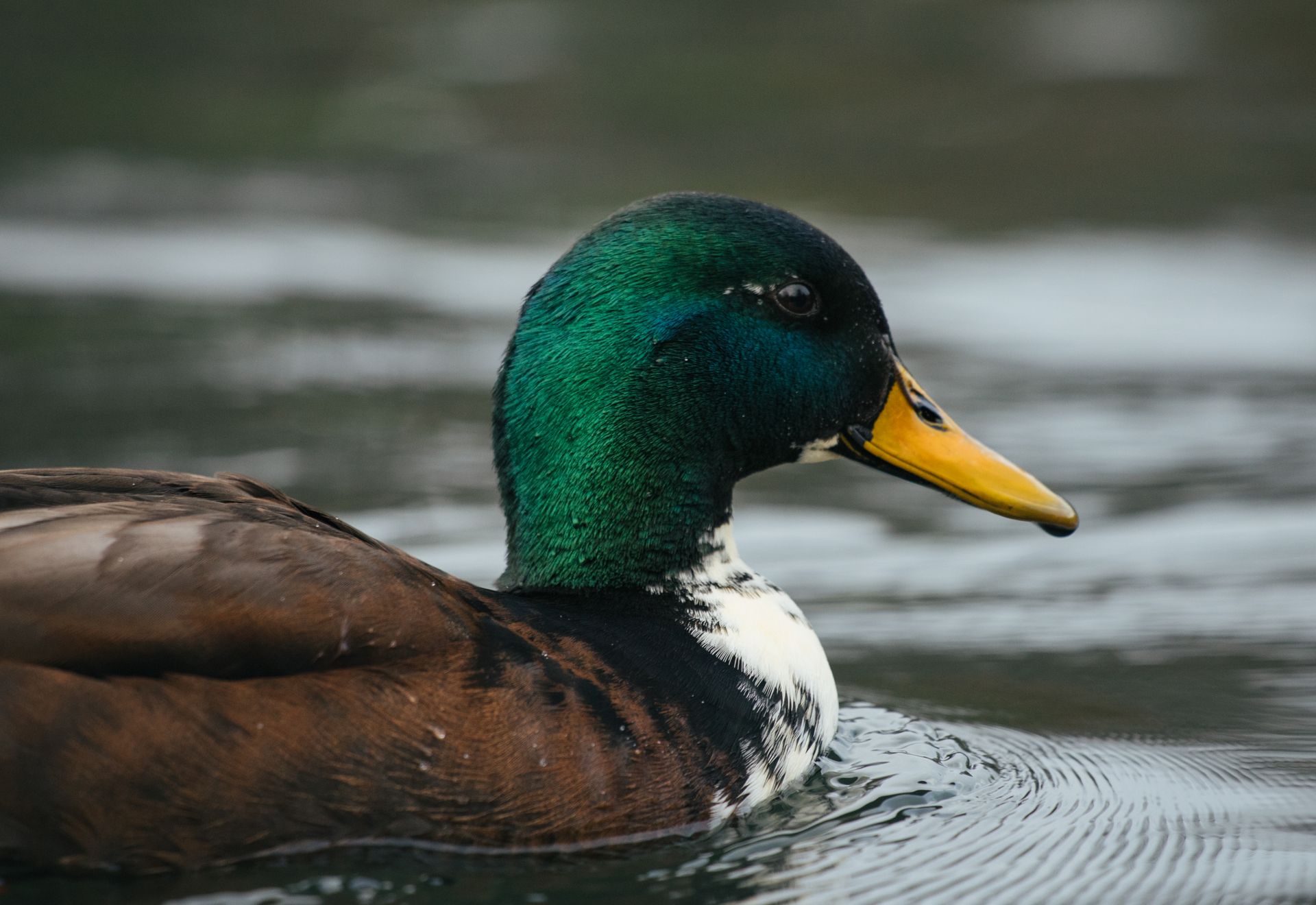 Charming multicolored drake swimming in lake