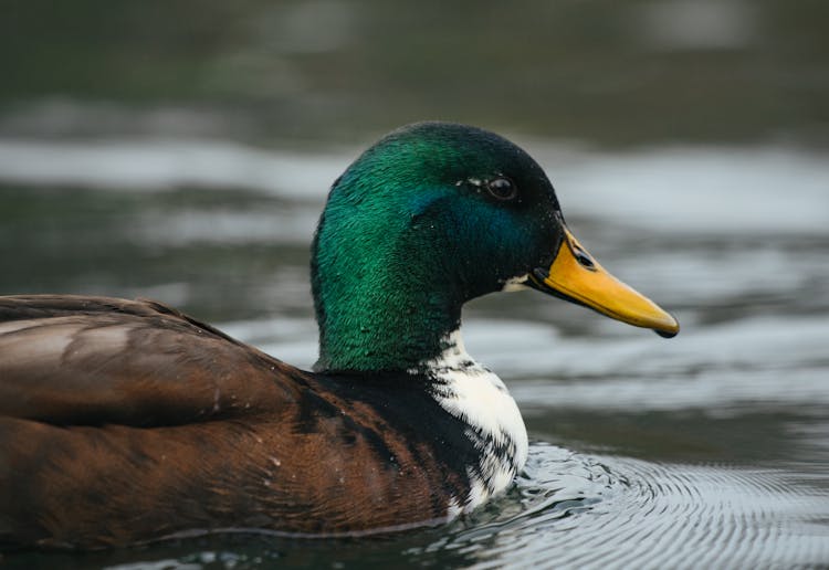 Charming Multicolored Drake Swimming In Lake