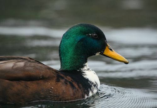 Free Side view of adorable duck with green head and yellow beak floating on river with rippled water in daylight Stock Photo
