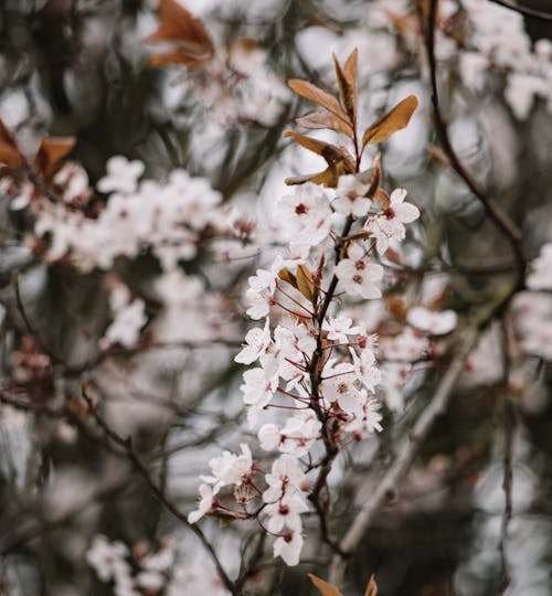 Bush branches with small white blossoming flowers with gentle petals on thin stems near faded leaves in park in daylight