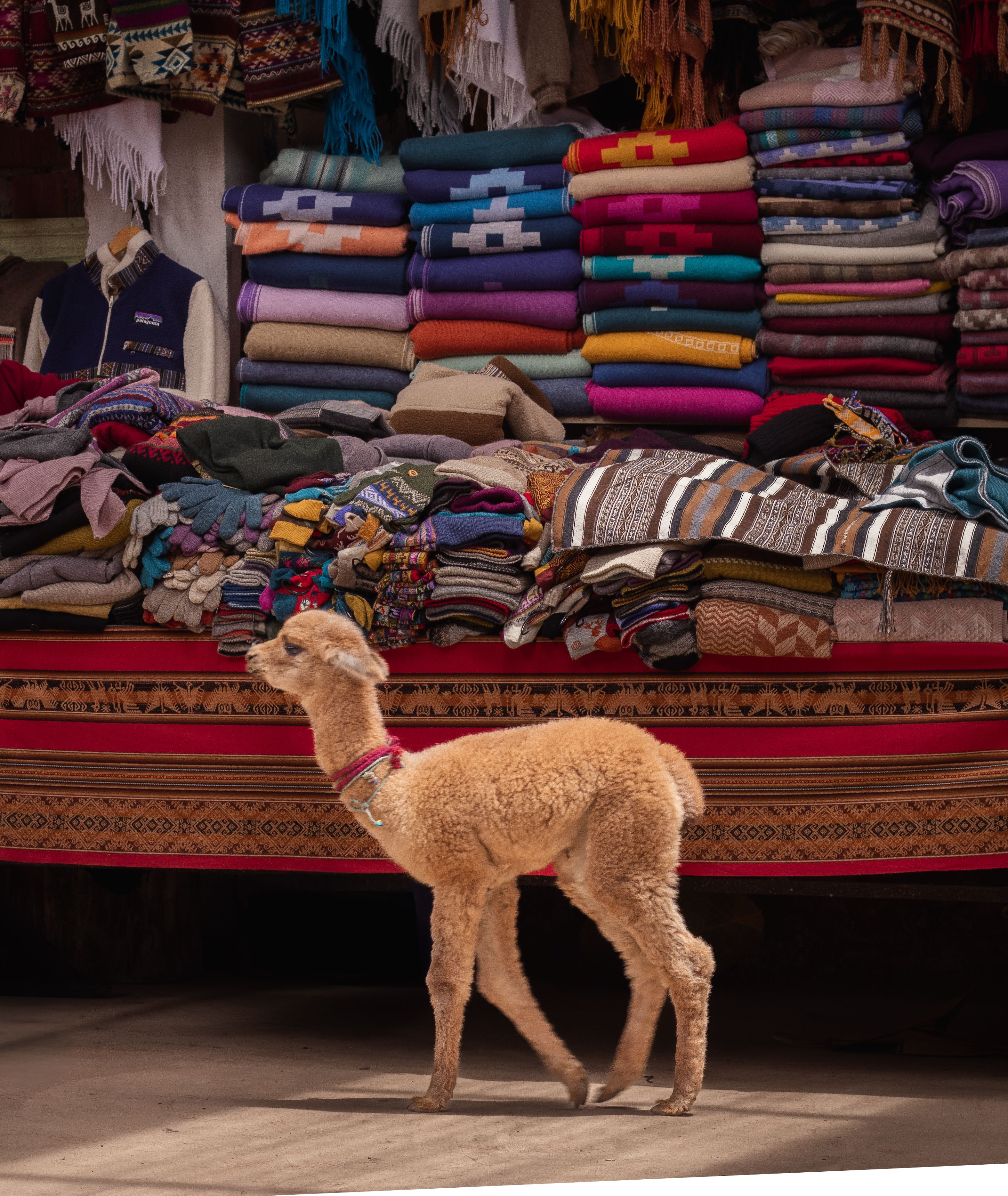 Young alpaca by colorful textiles in a traditional Cusco market, showcasing Peruvian culture.