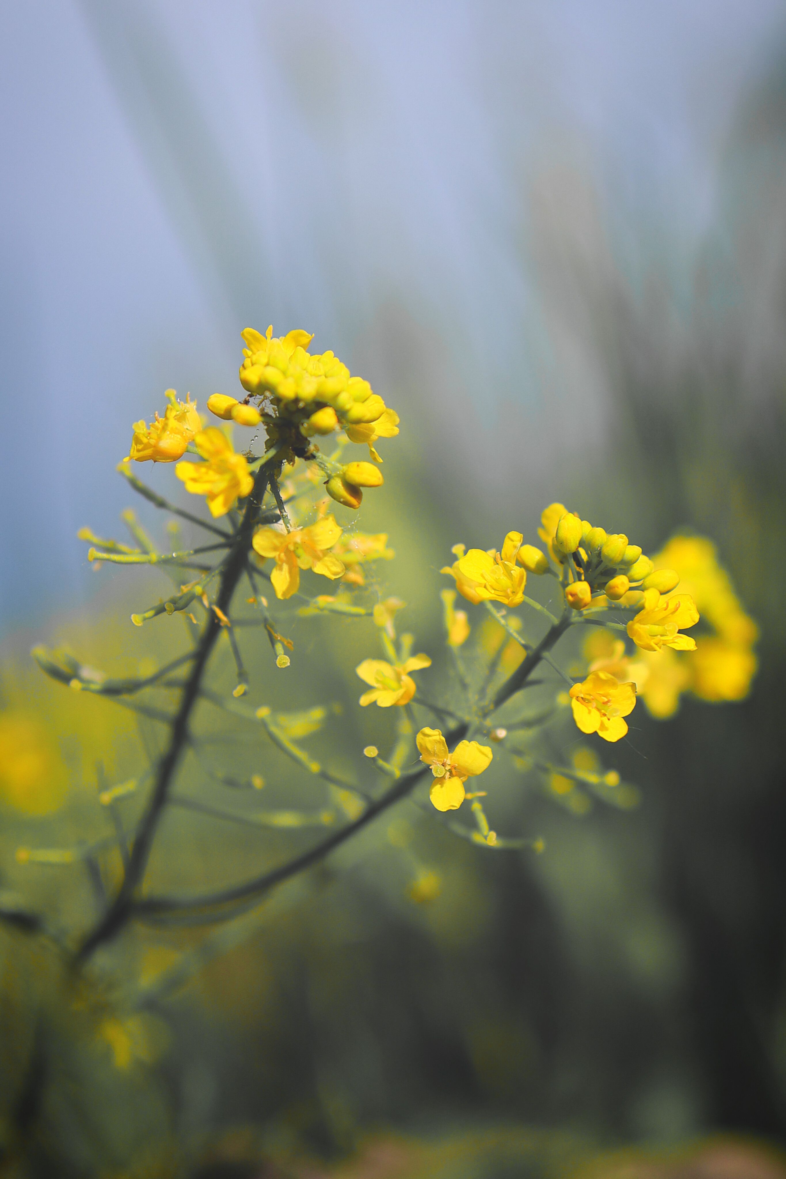 [ColoSach]-vivid-close-up-of-yellow-mustard-flowers-(brassica)-in-a-natural-outdoor-setting.