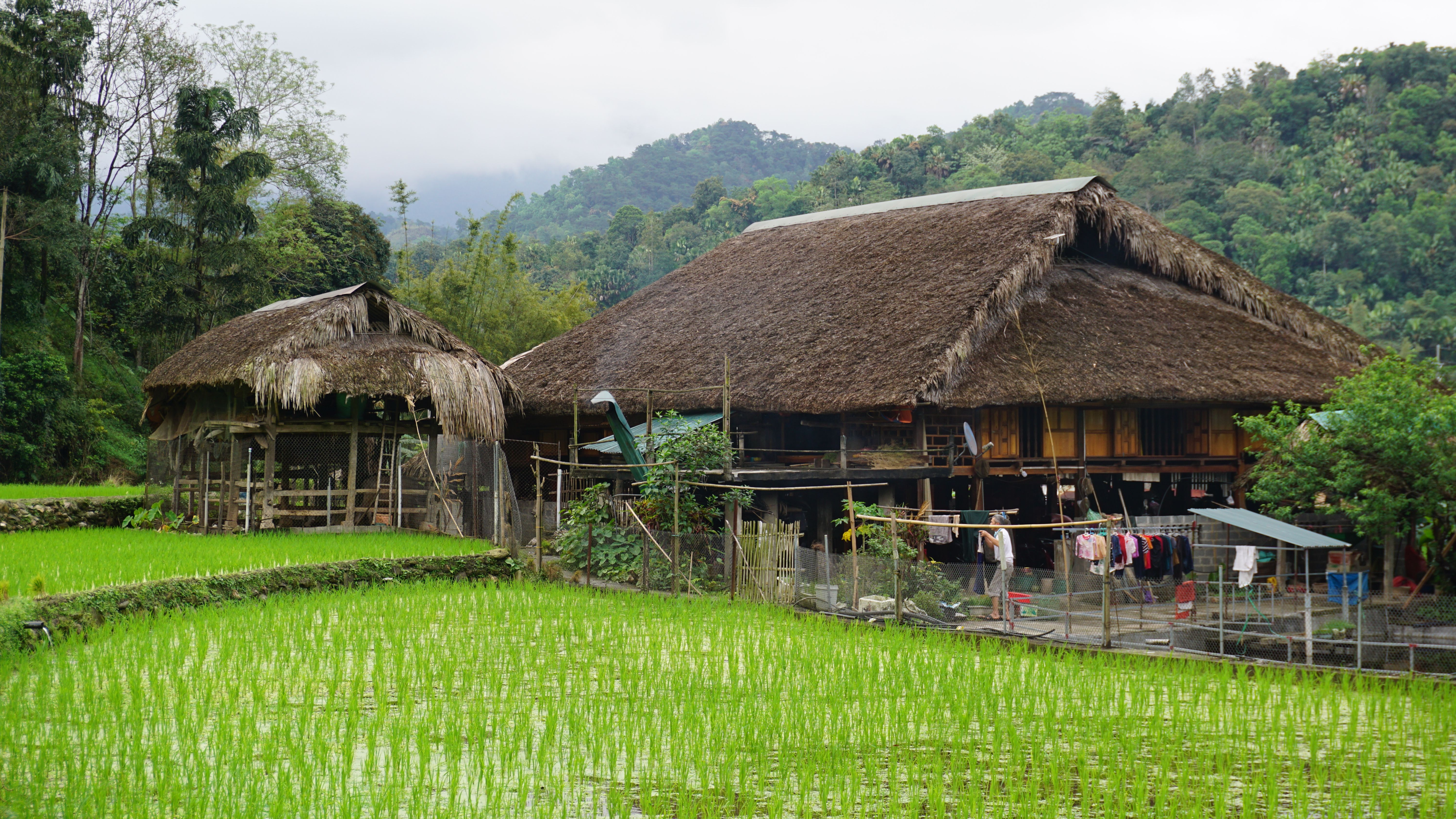 Khampti Rice (Khau Tai)