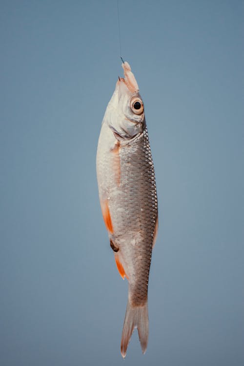 Свежепойманная рыба с серебряной чешуей на синем фоне