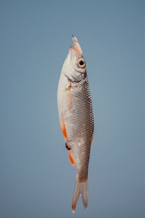 Pesce Appena Pescato Con Scaglie D'argento Su Sfondo Blu